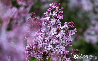 丁香五月国产,国产生态的生机盎然